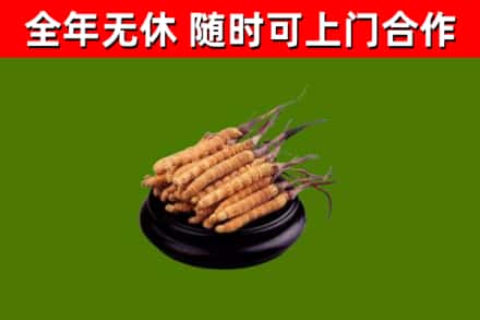 休宁烟酒回收冬虫夏草.jpg